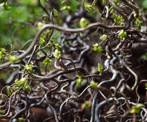 Branche de noisetier à Tartu