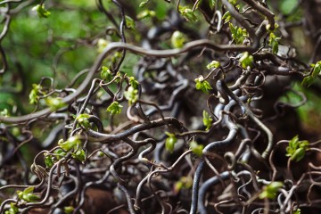 Branche de noisetier à Tartu